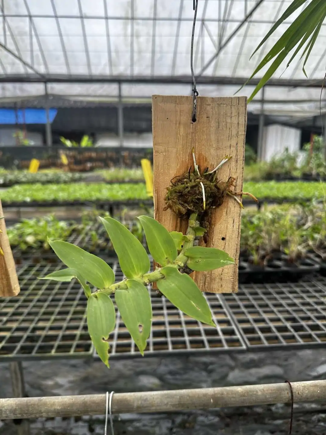 Dendrobium ochreatum – Buy Online | Sib Orchid Dendrobium ochreatum