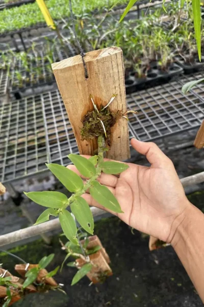 Dendrobium ochreatum