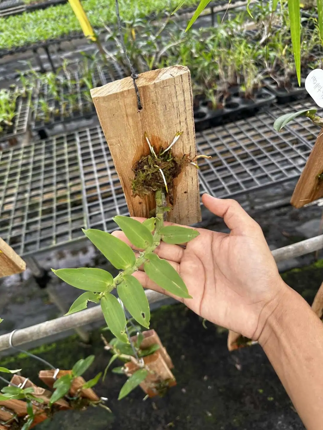 Dendrobium ochreatum – Buy Online | Sib Orchid Dendrobium ochreatum