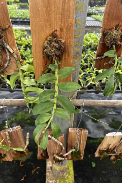 Dendrobium ochreatum