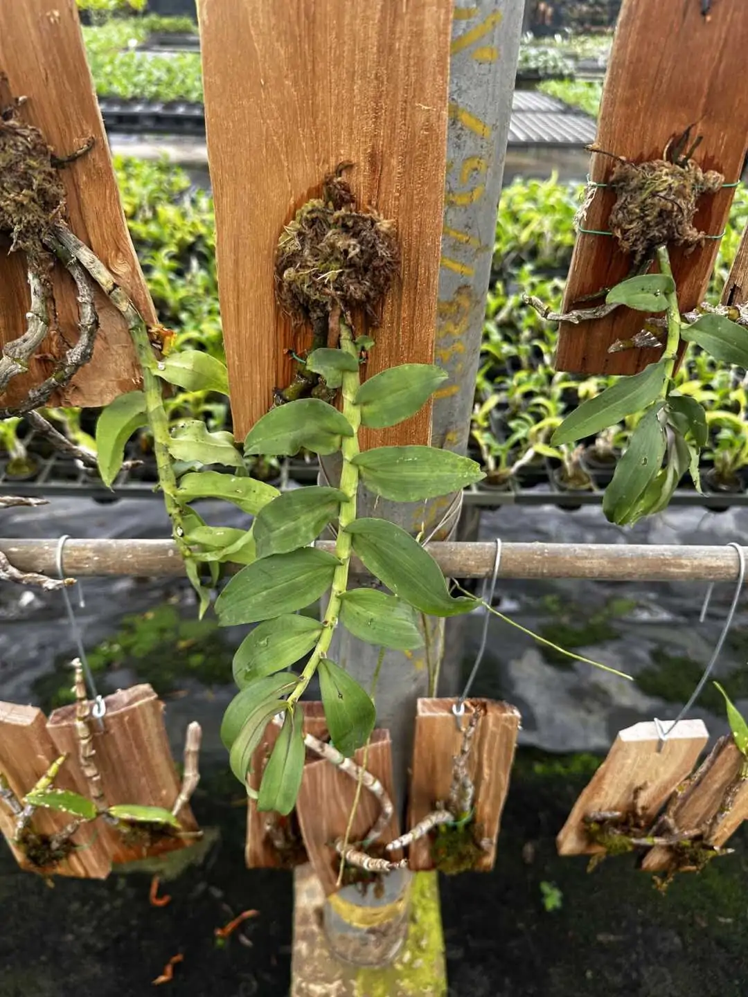 Dendrobium ochreatum – Buy Online | Sib Orchid Dendrobium ochreatum