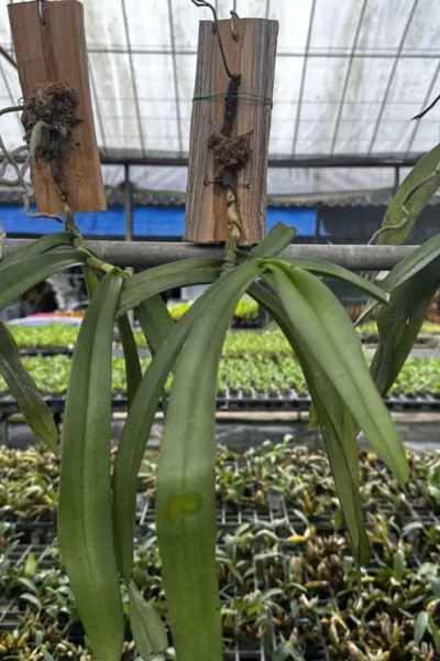 Gastrochilus bellinus