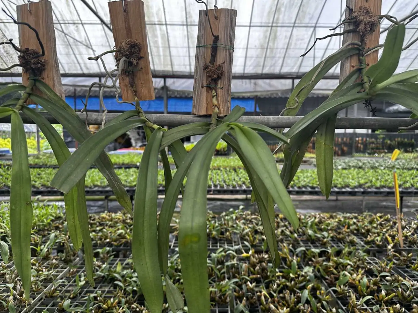 Gastrochilus bellinus – Buy Online | Sib Orchid Gastrochilus bellinus