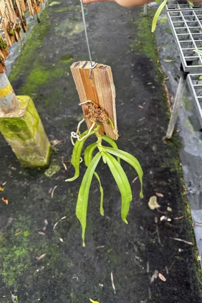 Gastrochilus bellinus