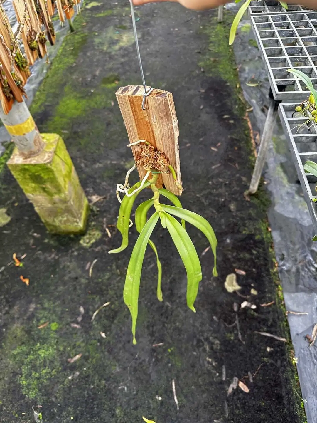 Gastrochilus bellinus – Buy Online | Sib Orchid Gastrochilus bellinus