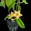 Hoya Ruthie orchid plant for sale
