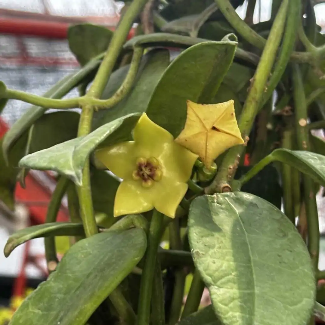 Hoya Ruthie – Buy Online | Sib Orchid Hoya Ruthie - Image 2