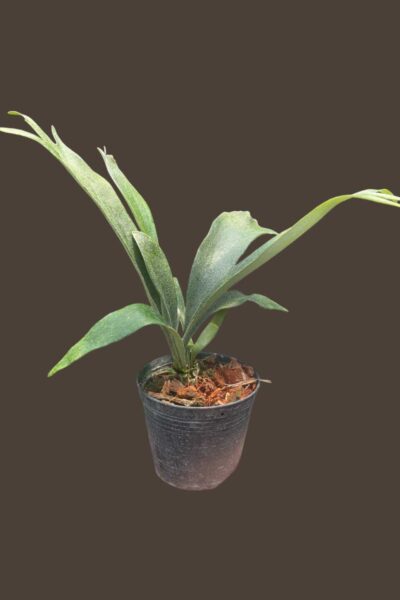 P.veitchii Limited 2nd edition Sporeling Platycerium veitchii wild