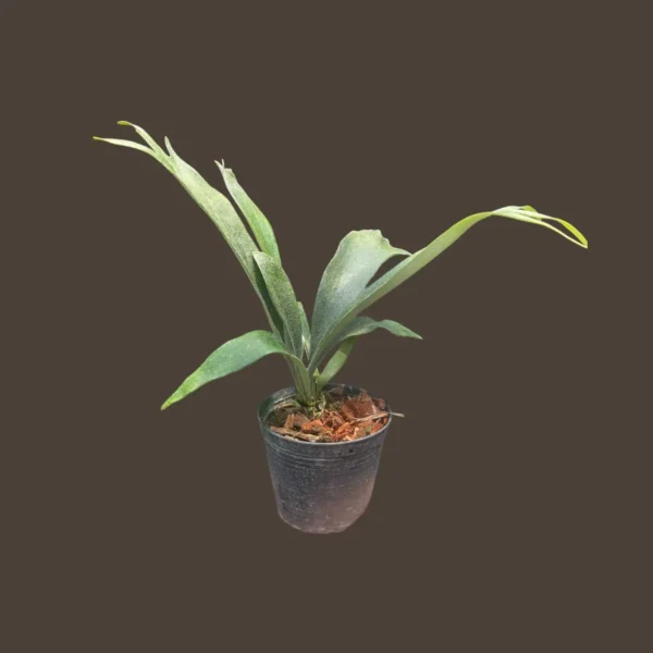 Platycerium Veitchii Wild P. Rydeen Sporeling - For Sale SibOrchid.com