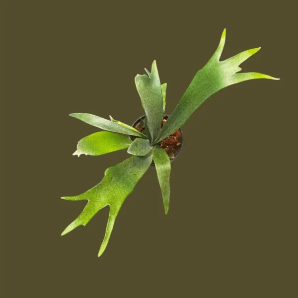 Platycerium Veitchii Wild P. Rydeen Sporeling - For Sale SibOrchid.com
