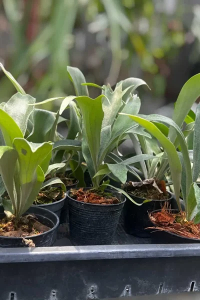 Platycerium veitchii wild P. Rydeen sporeling