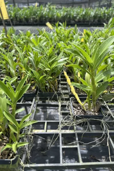 dendrobium sukhakulii