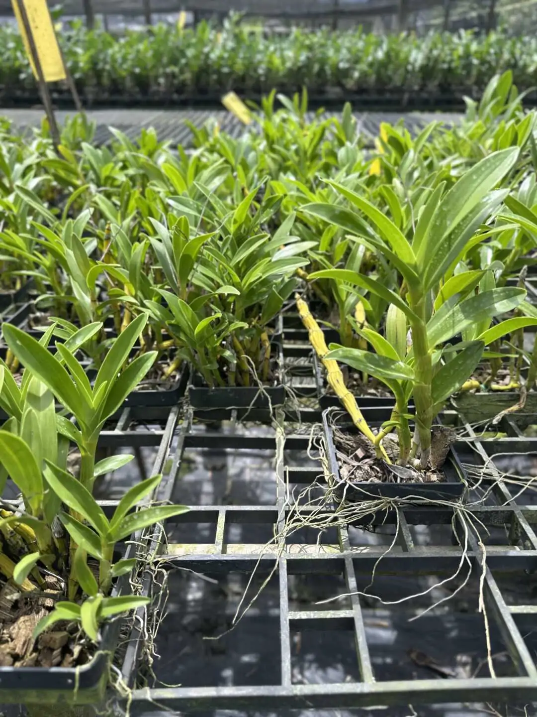 Dendrobium sukhakulii – Buy Online | Sib Orchid dendrobium sukhakulii