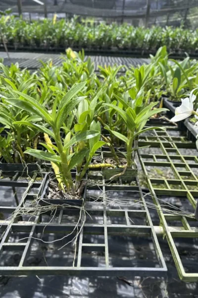 dendrobium sukhakulii