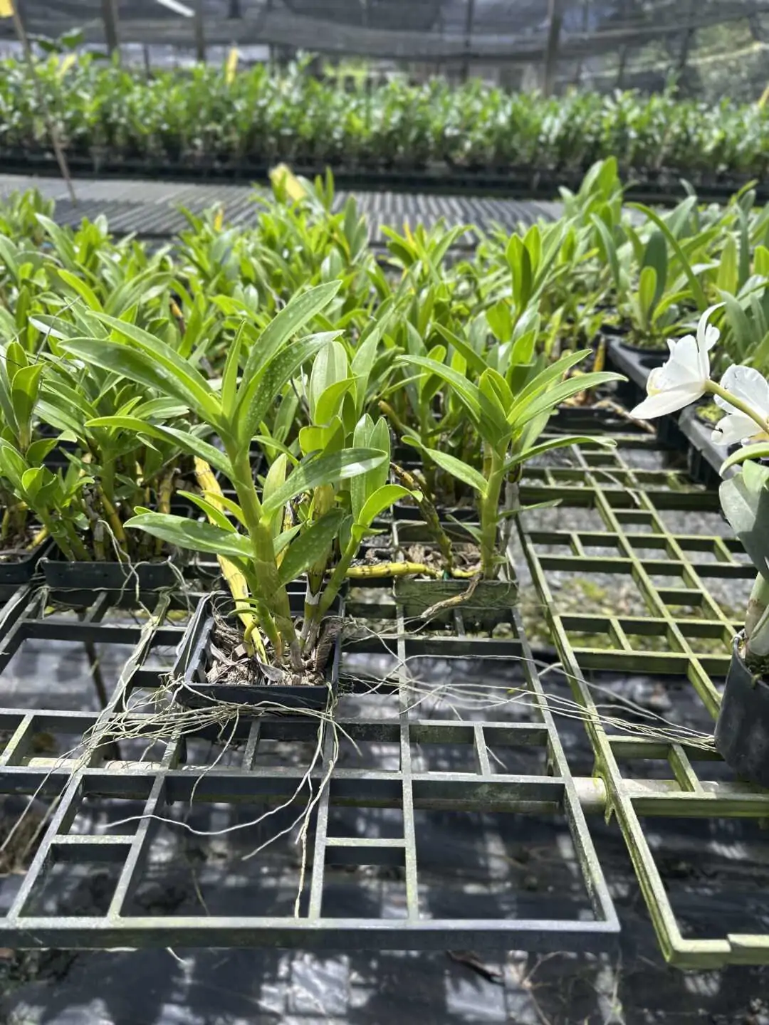 Dendrobium sukhakulii – Buy Online | Sib Orchid dendrobium sukhakulii