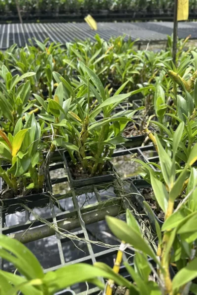 dendrobium sukhakulii