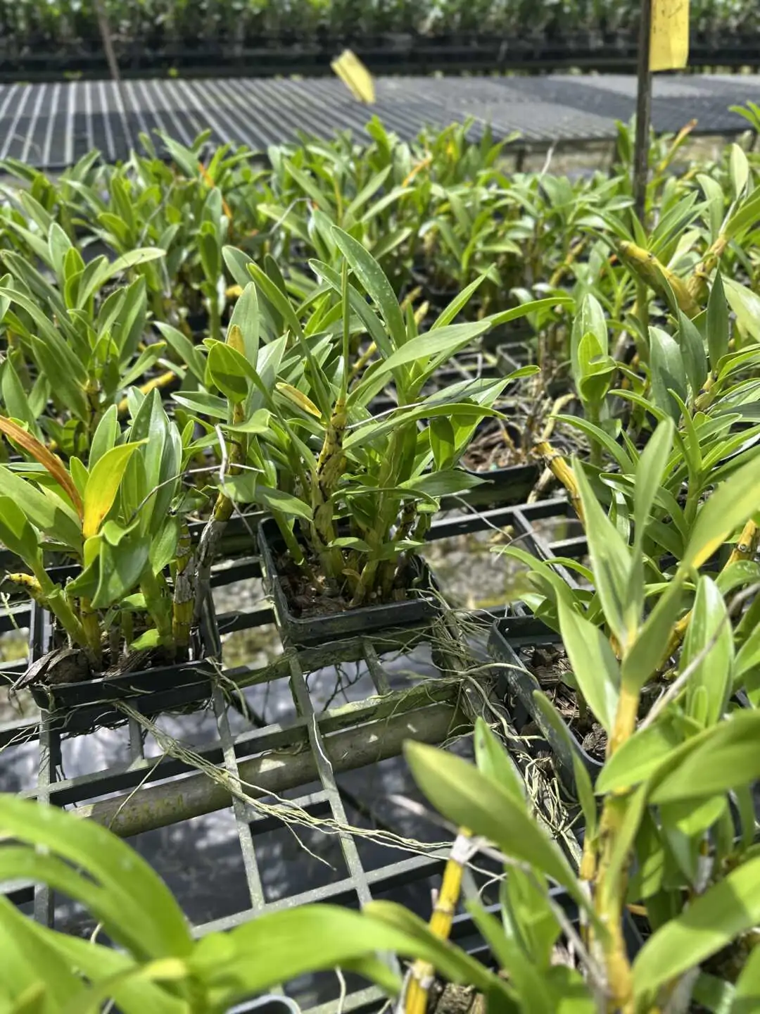 Dendrobium sukhakulii – Buy Online | Sib Orchid dendrobium sukhakulii