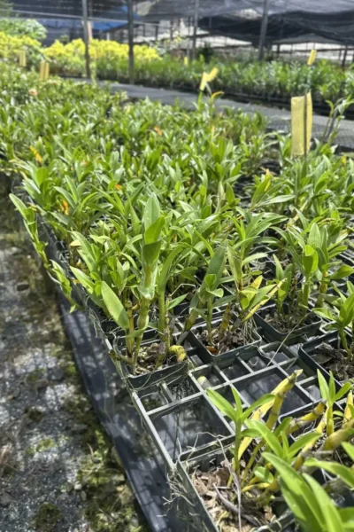 dendrobium sukhakulii