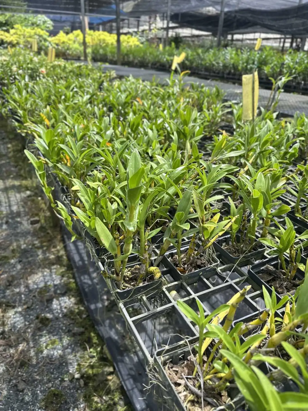 Dendrobium sukhakulii – Buy Online | Sib Orchid dendrobium sukhakulii