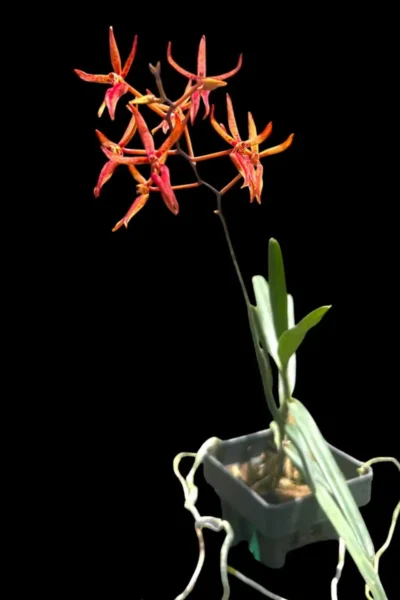Renanthera matutina