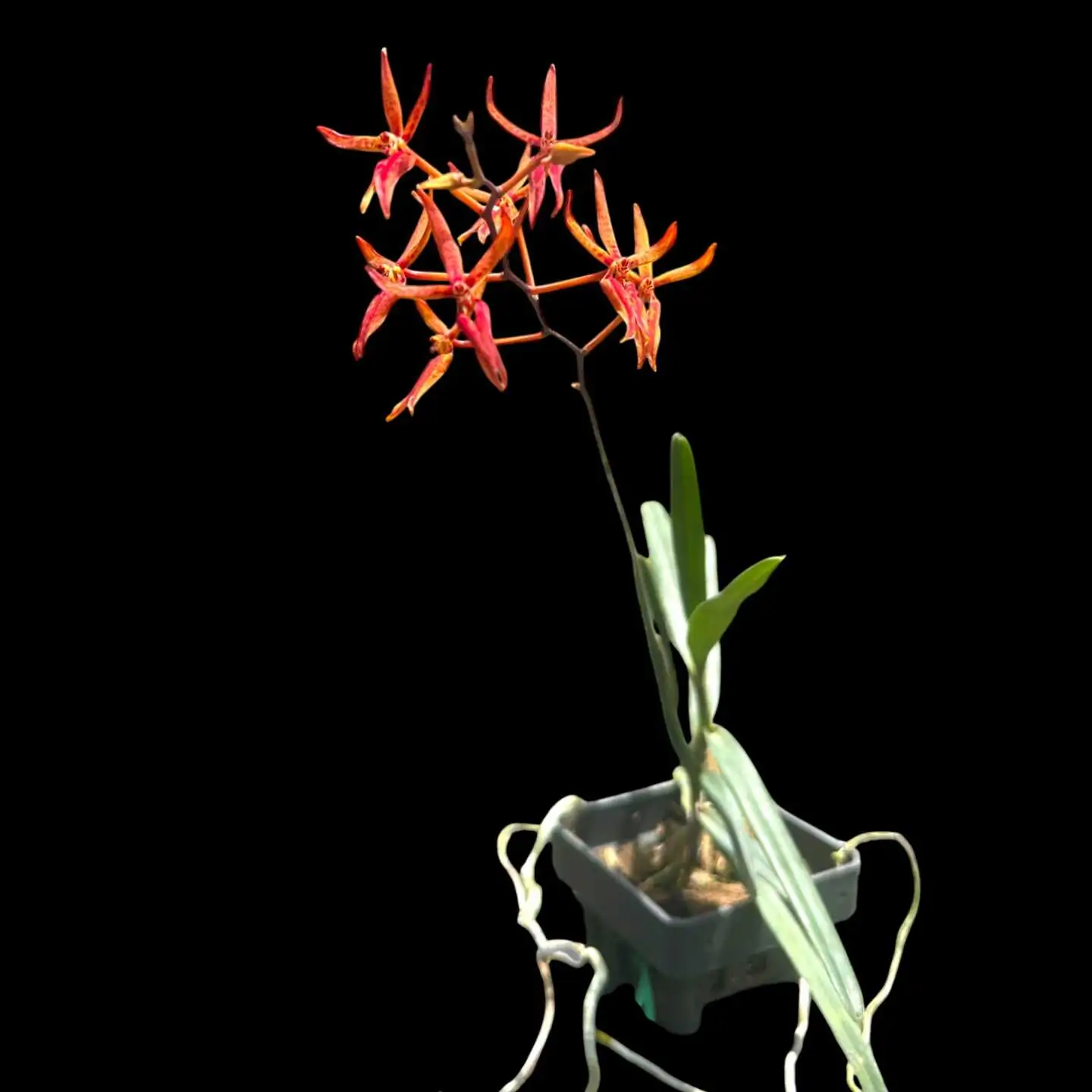 Renanthera matutina – Buy Online | Sib Orchid Renanthera matutina