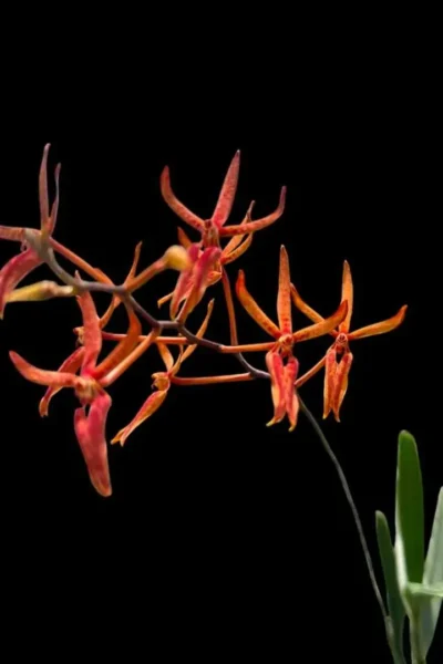 Renanthera matutina