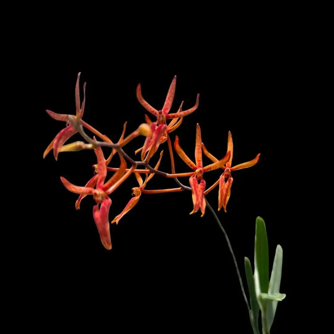 Renanthera matutina – Buy Online | Sib Orchid Renanthera matutina
