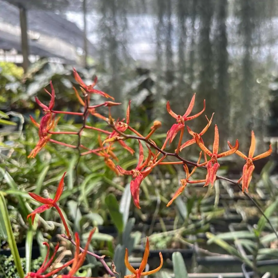 Renanthera matutina – Buy Online | Sib Orchid Renanthera matutina
