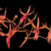 Renanthera matutina – Buy Online | Sib Orchid Renanthera matutina orchid plant for sale