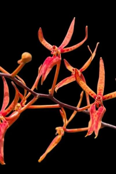 Renanthera matutina