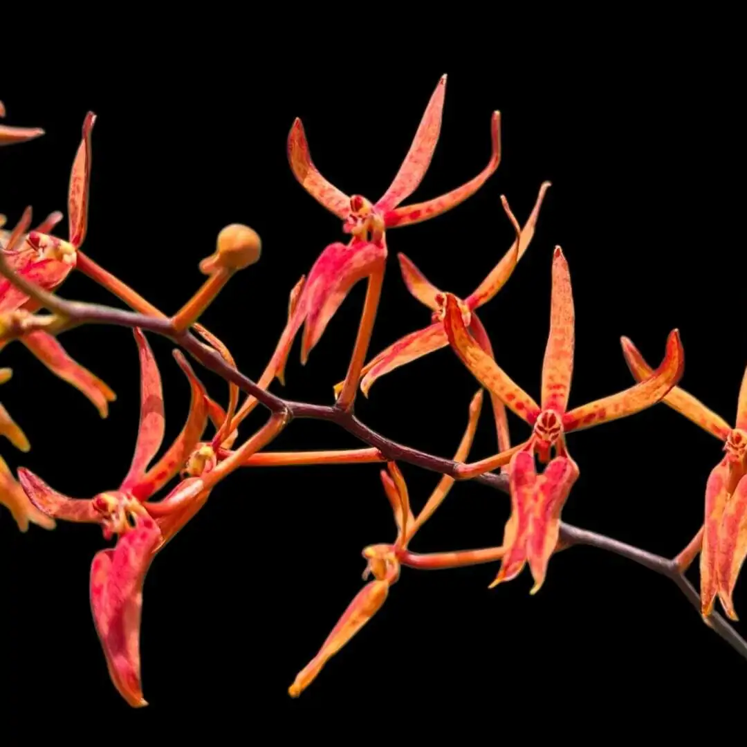 Renanthera matutina – Buy Online | Sib Orchid Renanthera matutina