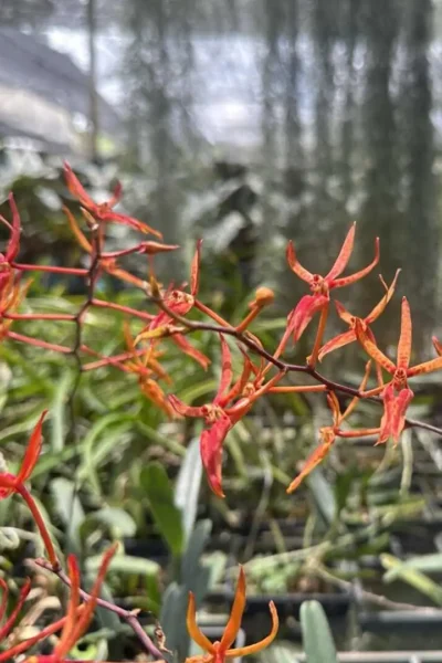 Renanthera matutina