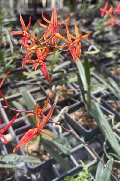 Renanthera matutina