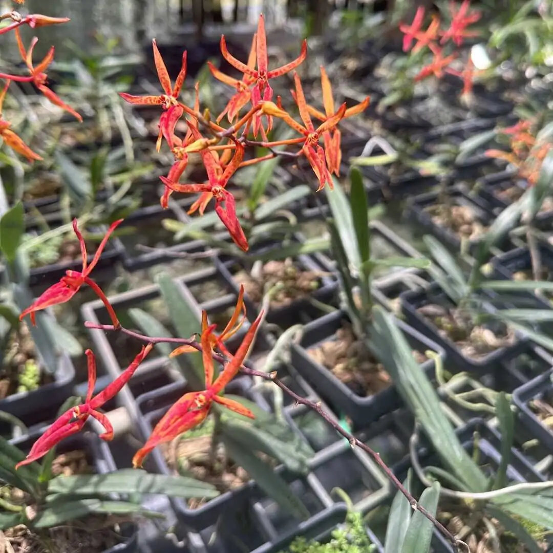 Renanthera matutina – Buy Online | Sib Orchid Renanthera matutina