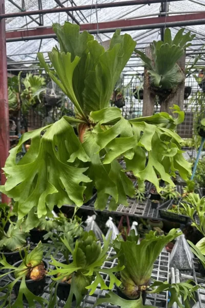 Platycerium Kitshakood “Wide Form”