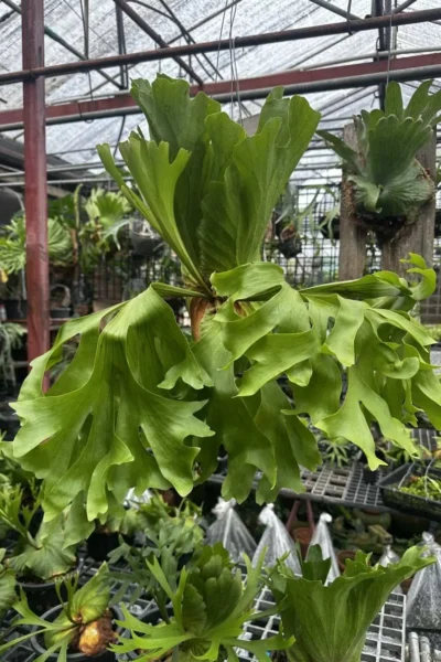 Platycerium Kitshakood “Wide Form”