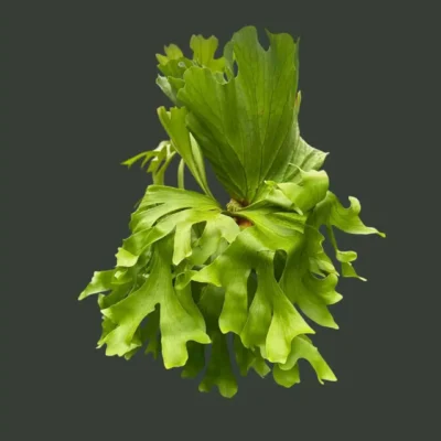 Platycerium Kitshakood "Wide Form" – Large Size