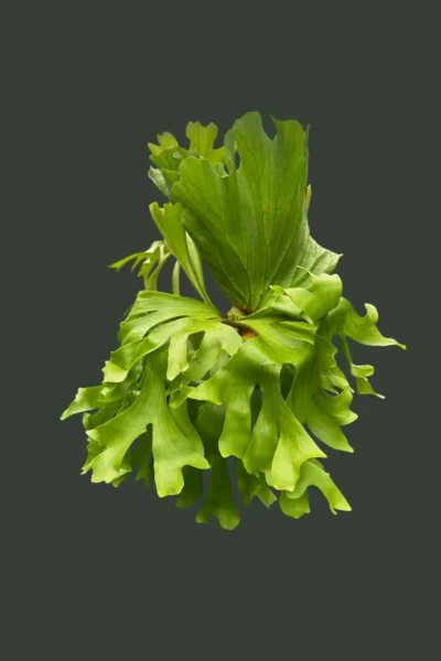 Platycerium Kitshakood “Wide Form”