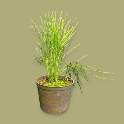 Psilotum nudum – Whisk Fern