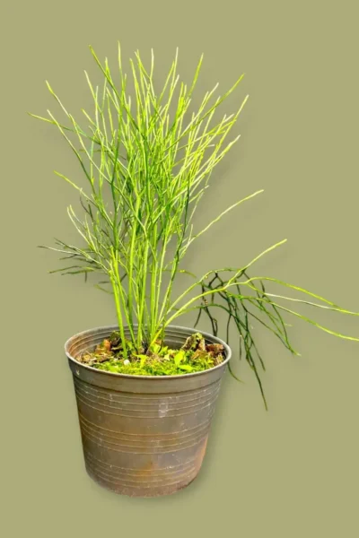 Psilotum nudum – Whisk Fern