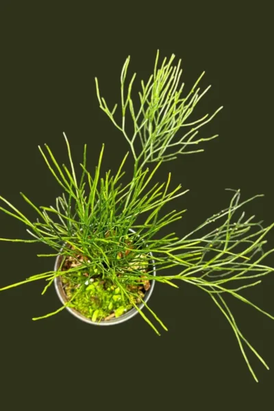 Psilotum nudum – Whisk Fern