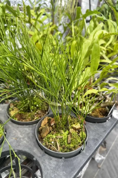 Psilotum nudum – Whisk Fern
