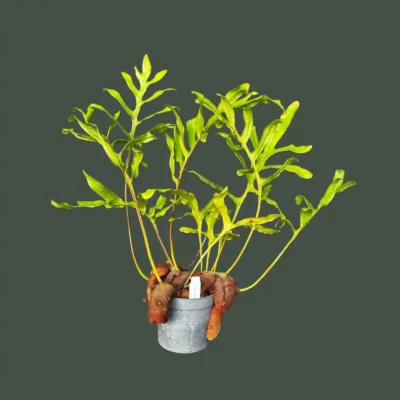 Lecanopteris sp. – Ant Fern (Rhizome Form) Large