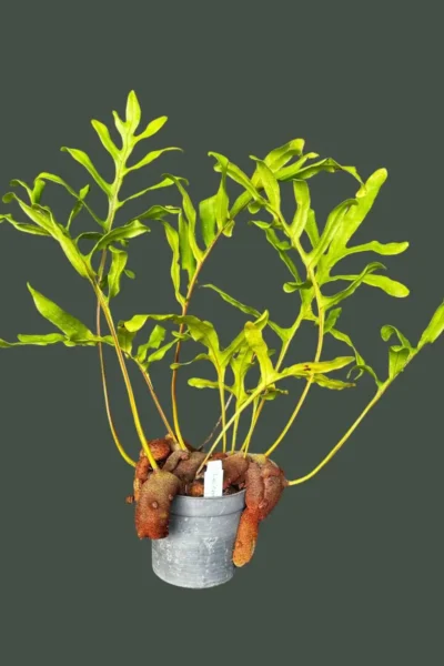 Lecanopteris sp. – Ant Fern