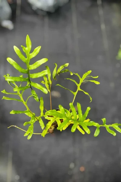 Lecanopteris sp. – Ant Fern