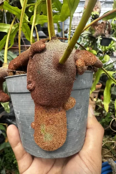 Lecanopteris sp. – Ant Fern