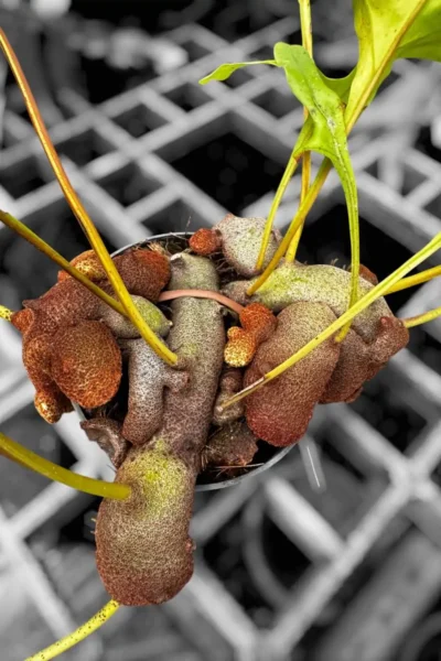 Lecanopteris sp. – Ant Fern