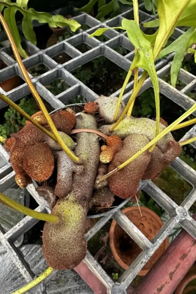 Lecanopteris sp. – Ant Fern