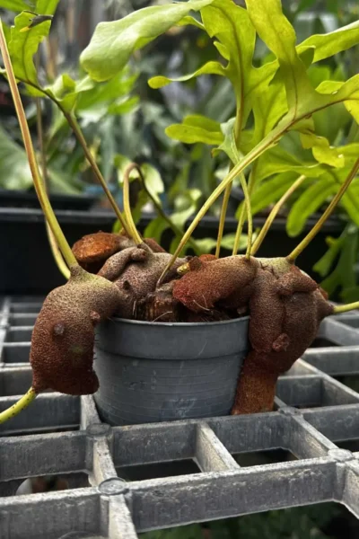 Lecanopteris sp. – Ant Fern