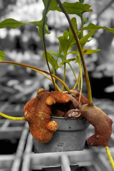 Lecanopteris sp. – Ant Fern